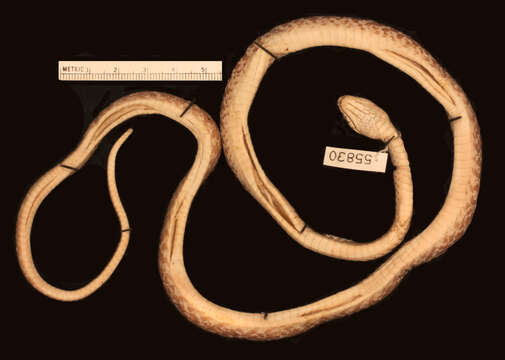 Image of Dipsadoboa flavida broadleyi Rasmussen 1989