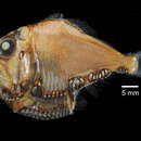 Image of Hatchetfish