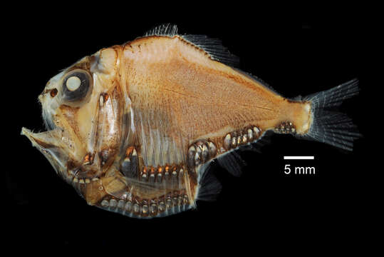 Image of Hatchetfish