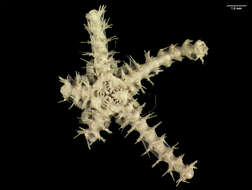 Image of Ophiacantha stellata Lyman 1875
