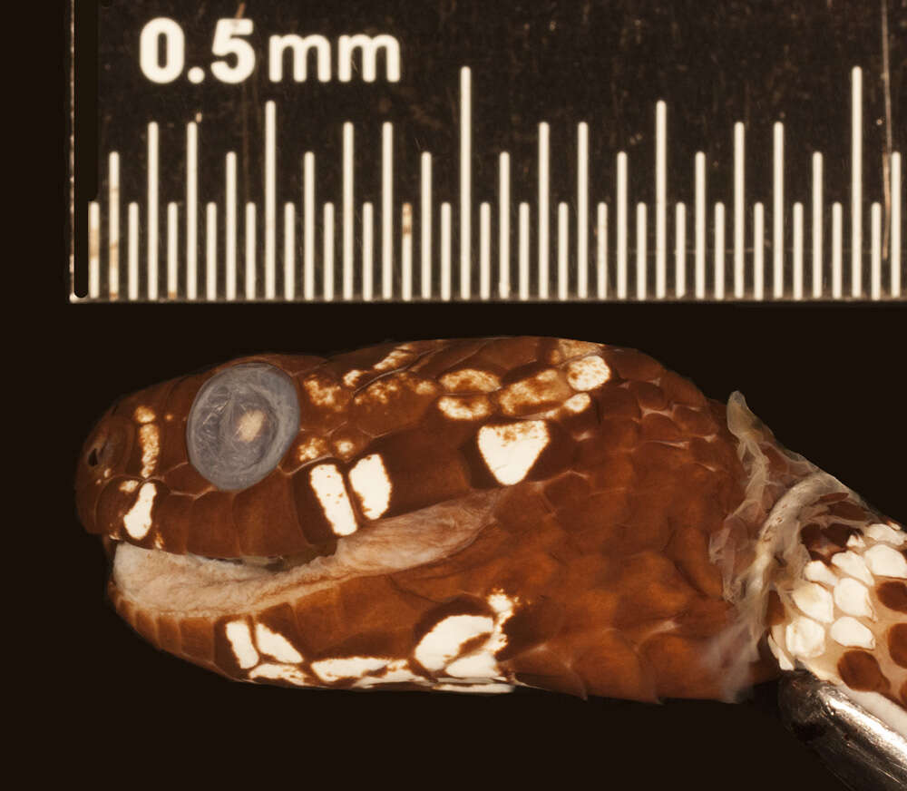 Image of Tropical Snail-eater