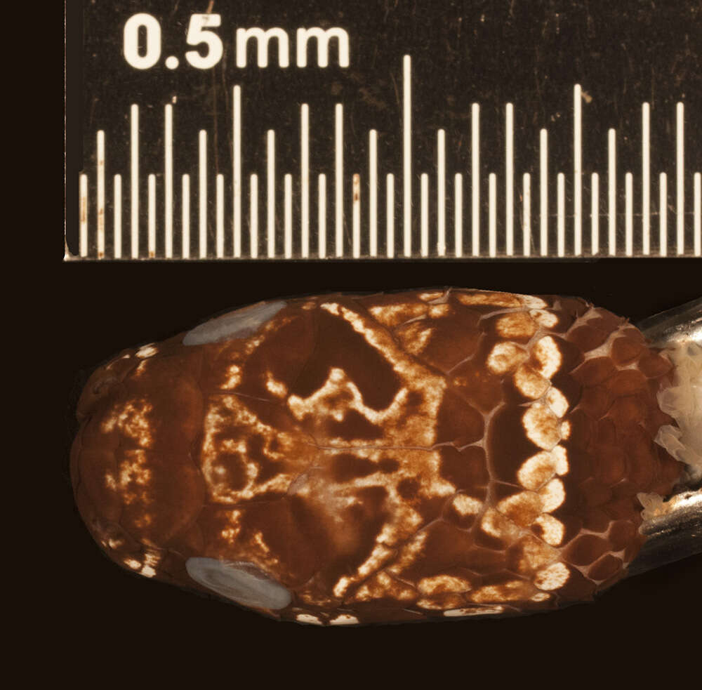 Image of Tropical Snail-eater