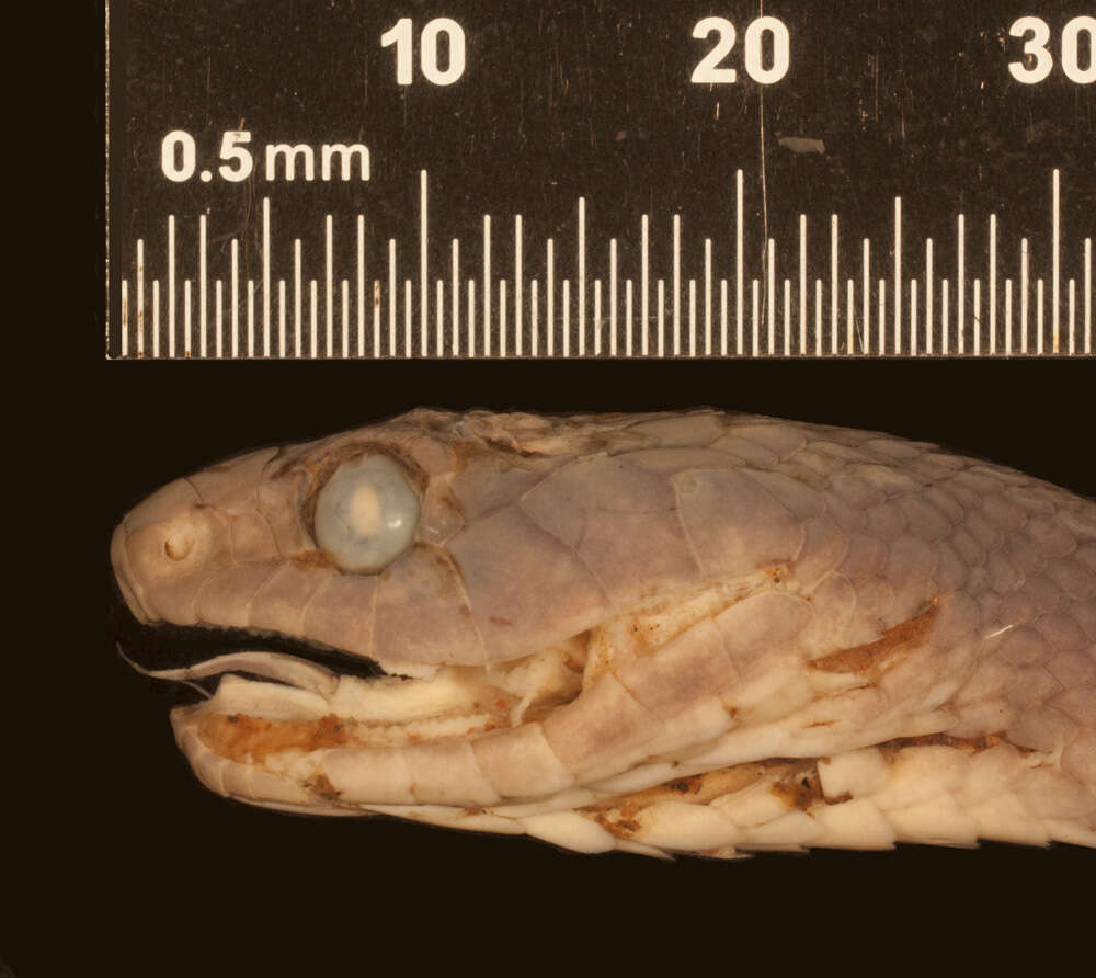 Image of Dipsadoboa shrevei shrevei (Loveridge 1932)