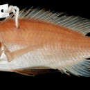 Image of Haplochromis paradoxus (Lippitsch & Kaufman 2003)
