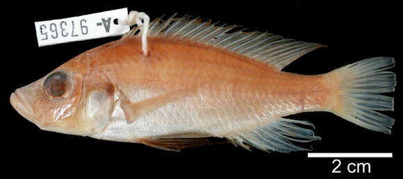 Image of Haplochromis paradoxus (Lippitsch & Kaufman 2003)