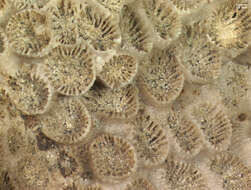 Image of Northern Star Coral
