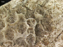 Image of Northern Star Coral