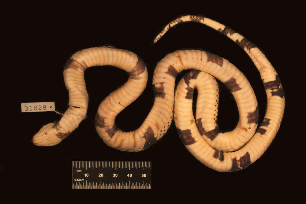 Image of Erythrolamprus mimus micrurus Dunn & Bailey 1939