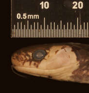 Image of Erythrolamprus mimus micrurus Dunn & Bailey 1939