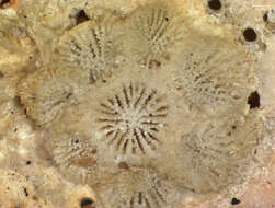 Image of Northern Star Coral