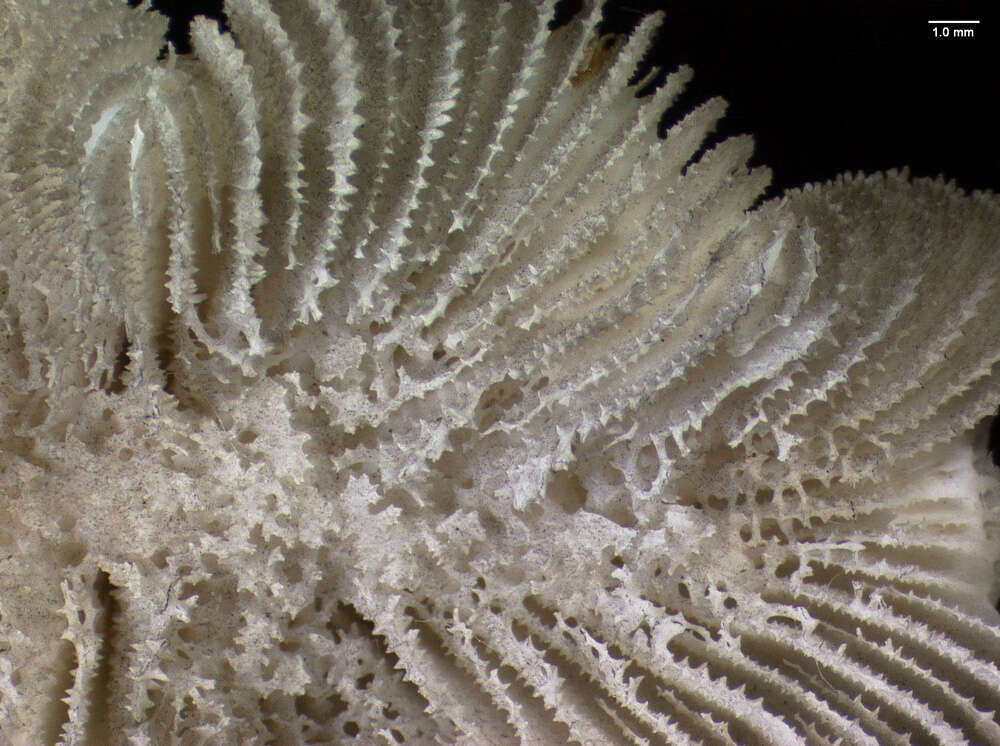 Image of Rose Coral