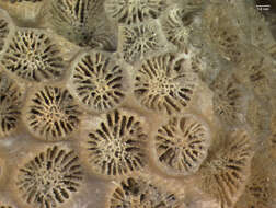 Image of Northern Star Coral