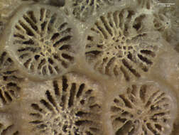 Image of Northern Star Coral