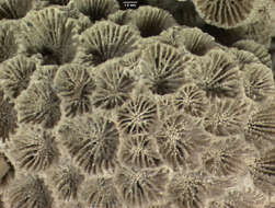 Image of Northern Star Coral