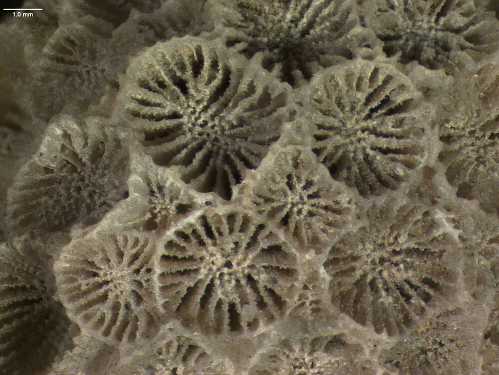 Image of Northern Star Coral