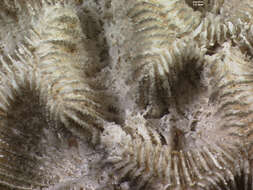 Image of Rose Coral