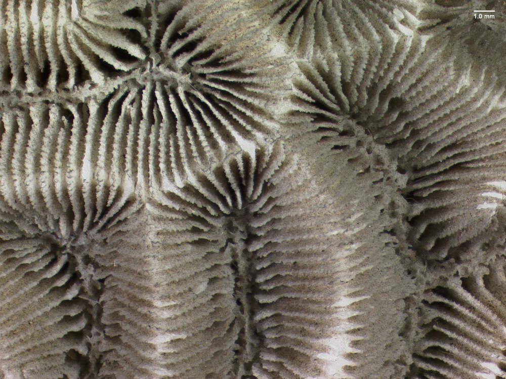 Image of Rose Coral