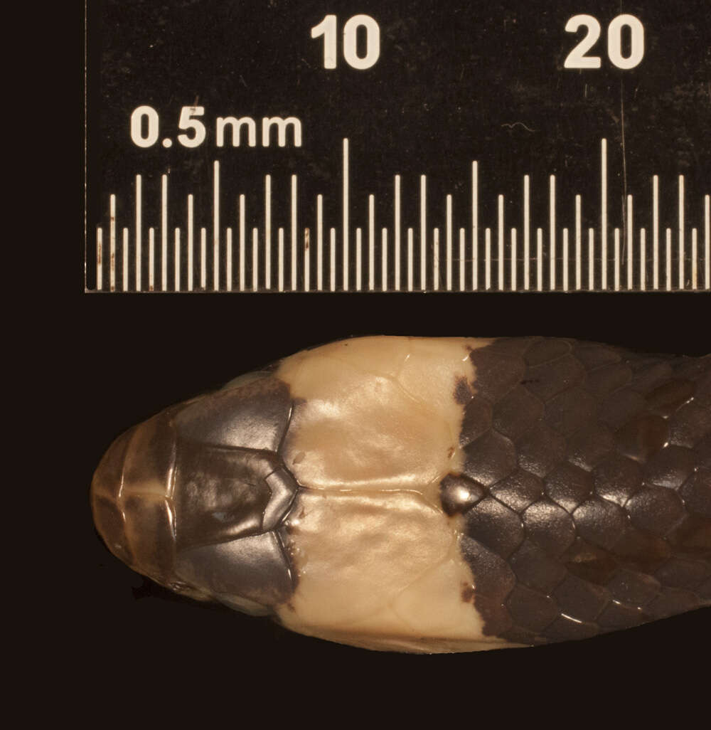 صورة Erythrolamprus mimus (Cope 1868)