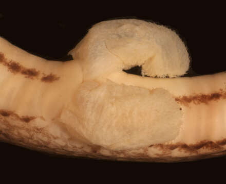 Image of Compsophis laphystius (Cadle 1996)