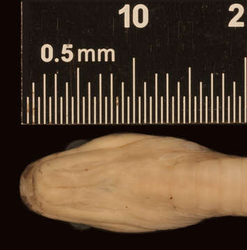 Image of Compsophis laphystius (Cadle 1996)