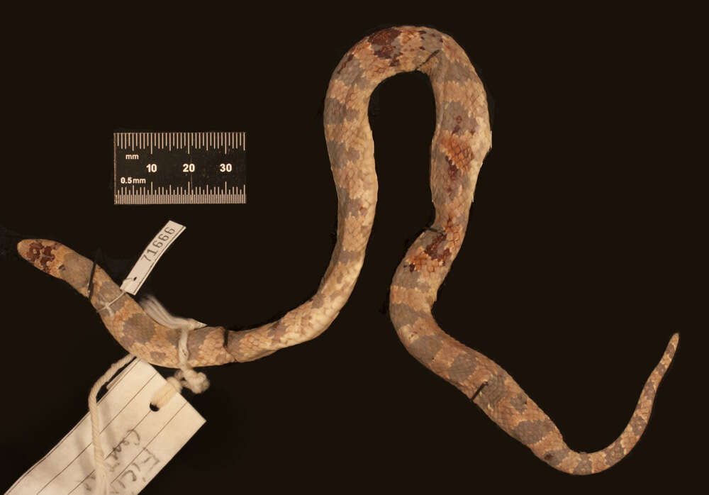 Image of Blotched Hooknose Snake