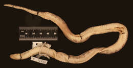 Image of Blotched Hooknose Snake