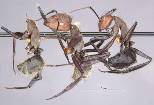 Image of <i>Camponotus wheeleri</i> Mann 1916