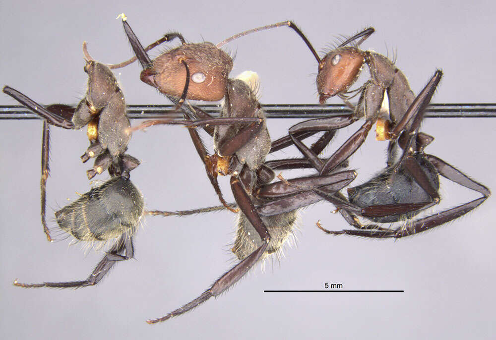 Image of Camponotus wheeleri Mann 1916