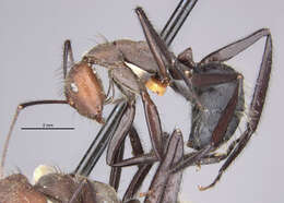 Image of Camponotus wheeleri Mann 1916