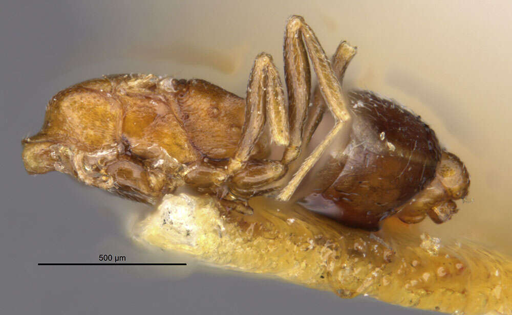 Image de Cardiocondyla batesii Forel 1894