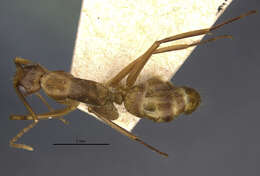 Plancia ëd Camponotus vittatus Forel 1904