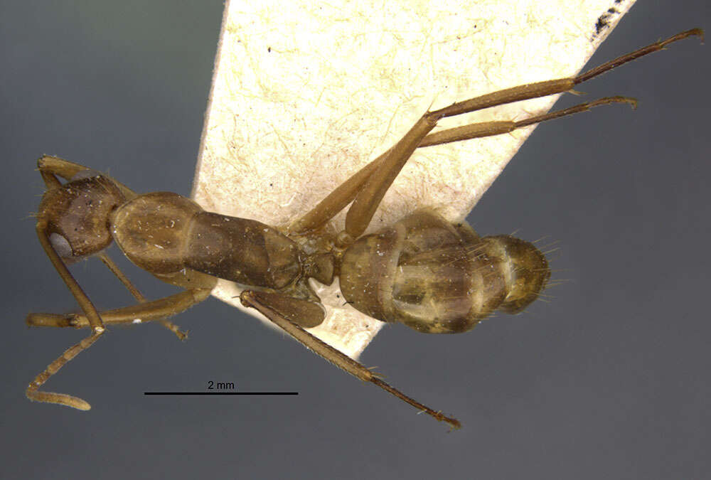 Image of Camponotus vittatus Forel 1904