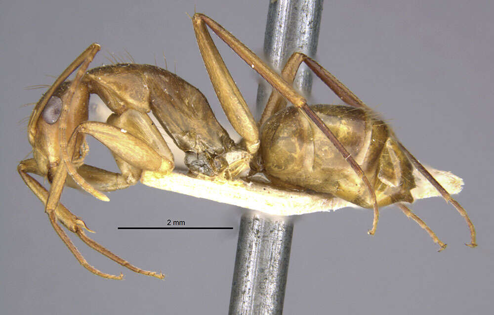 Image of Camponotus vittatus Forel 1904