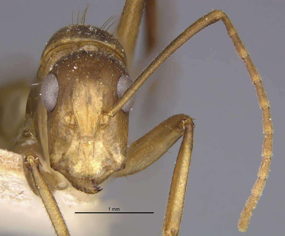 Image of Camponotus vittatus Forel 1904
