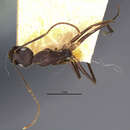 Image of Camponotus variegatus somnificus Forel 1902