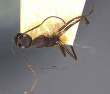 Image of Camponotus variegatus somnificus Forel 1902