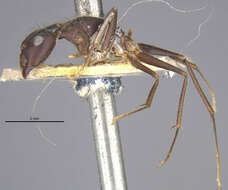 Image of Camponotus variegatus somnificus Forel 1902