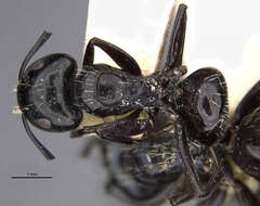 Camponotus vividus semidepilis Wheeler 1922的圖片