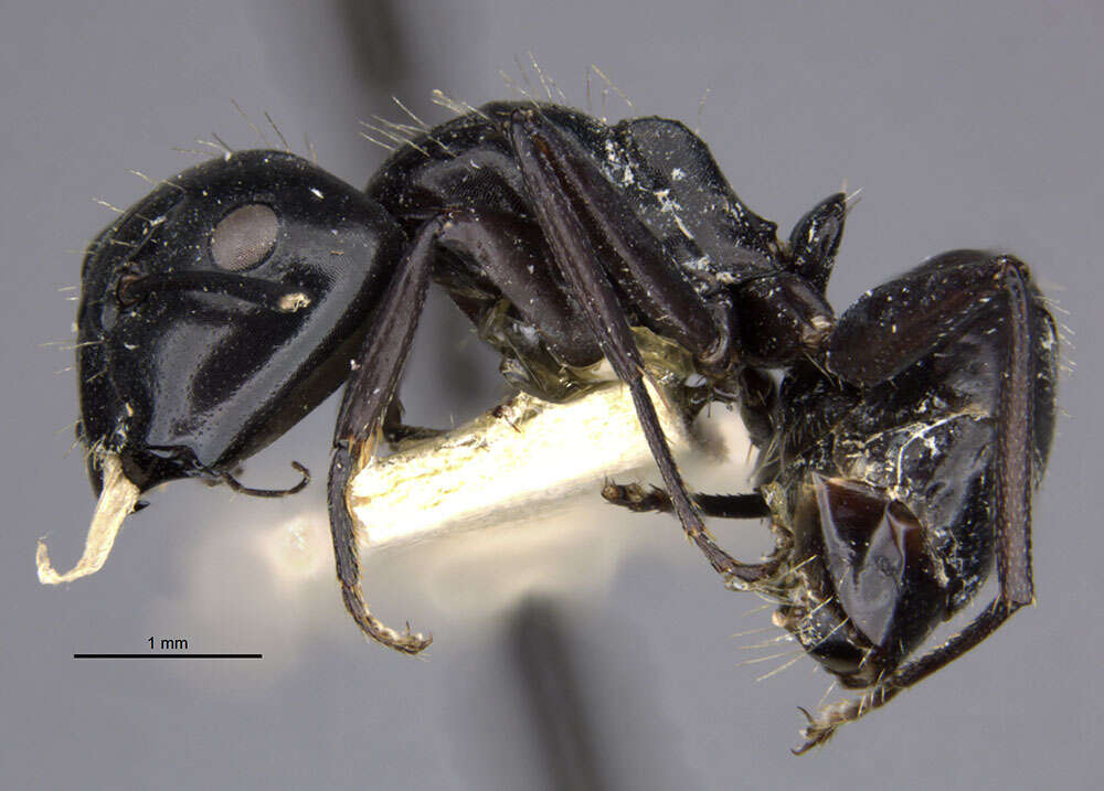 Image of Camponotus vividus semidepilis Wheeler 1922