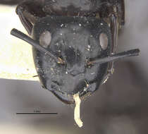 Camponotus vividus semidepilis Wheeler 1922的圖片