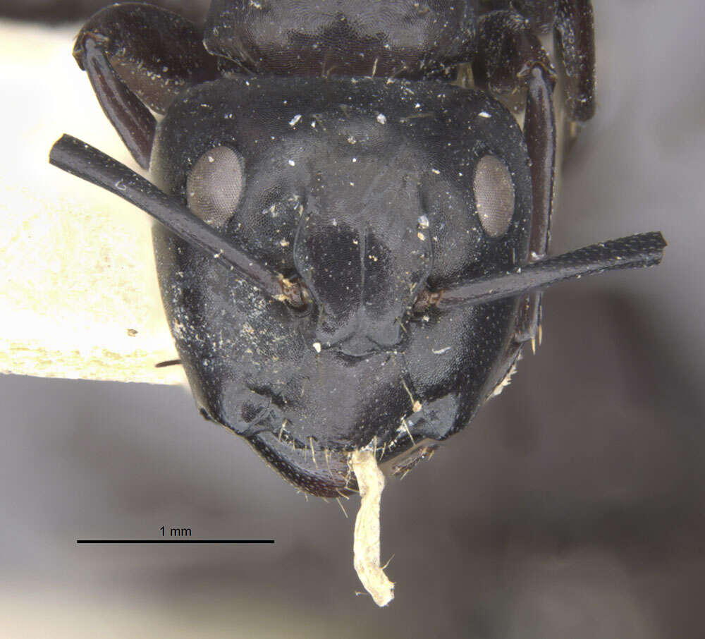 Image de Camponotus vividus semidepilis Wheeler 1922