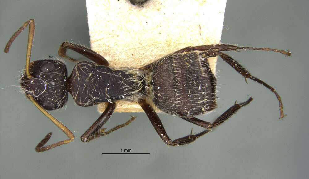 Plancia ëd Camponotus zoc Forel 1879