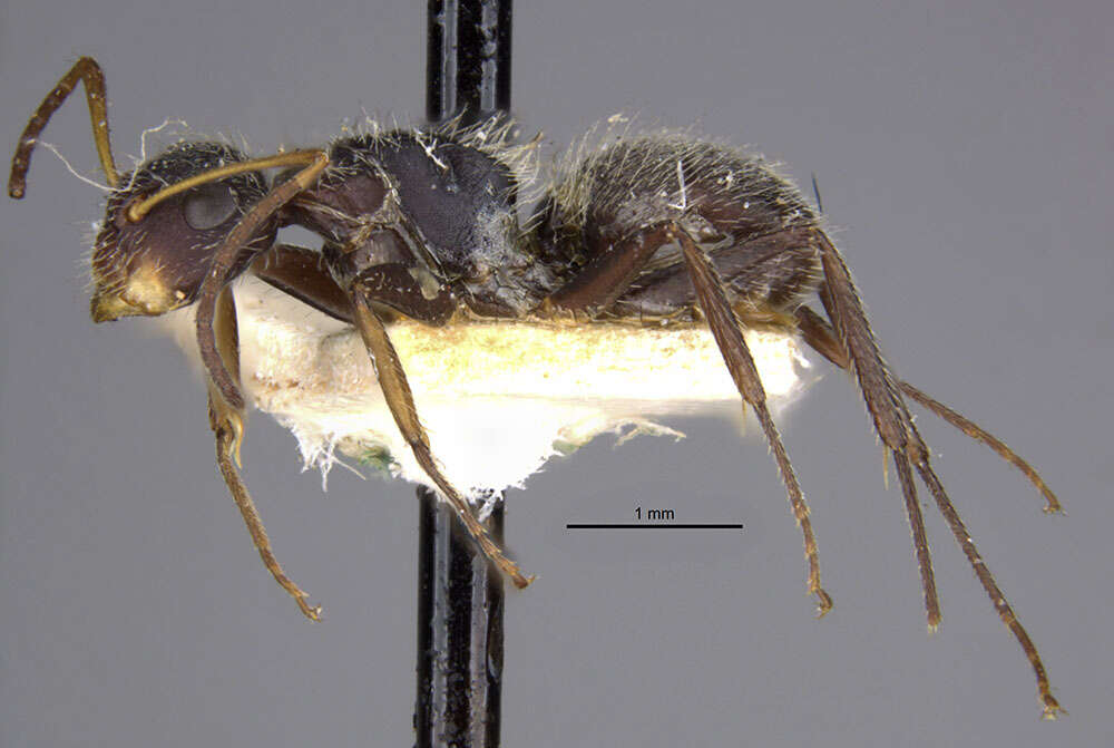 Plancia ëd Camponotus zoc Forel 1879