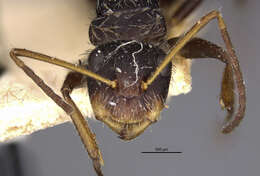 Plancia ëd Camponotus zoc Forel 1879