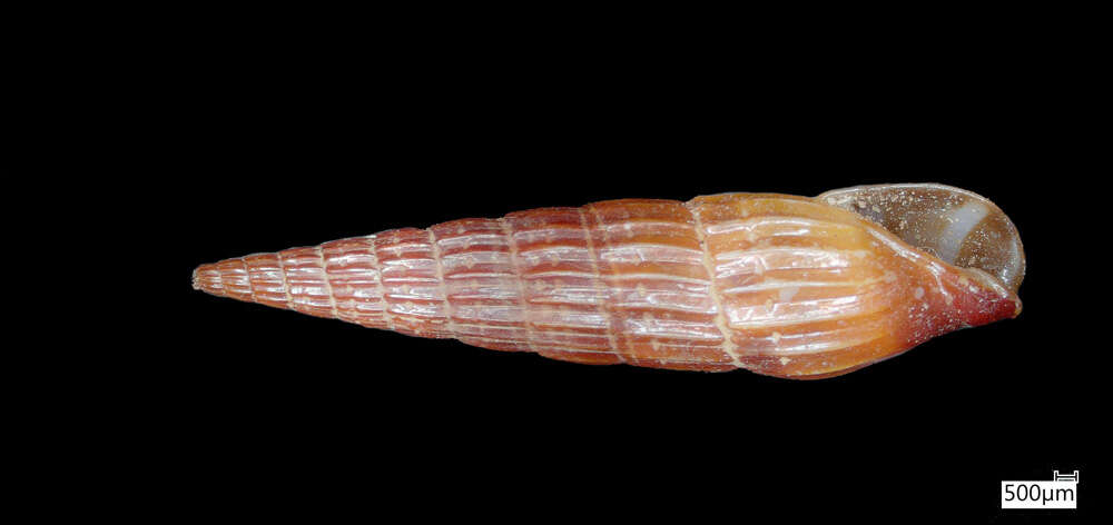 Image of Hastula matheroniana (Deshayes 1859)