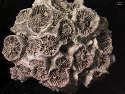 Image of Rathbun's Dwarf Cup Coral