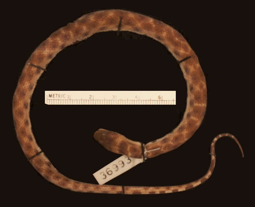 Image of Shreve's Keelback