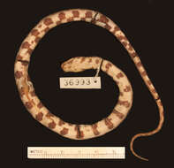 Image of Shreve's Keelback