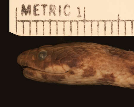 Image of Shreve's Keelback