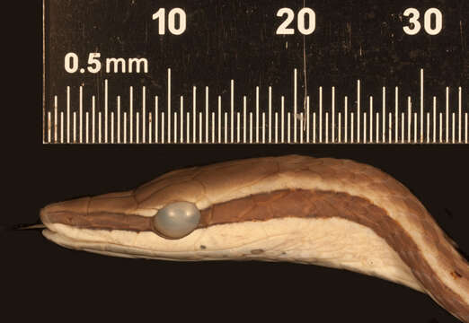 Image of Brown vinesnake